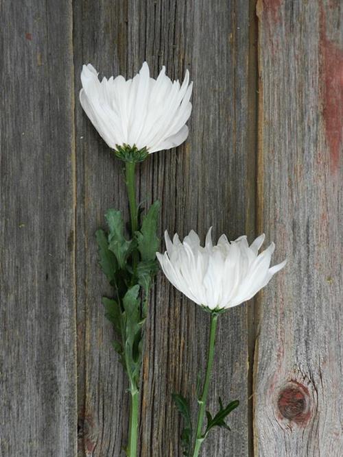 GAGARINE CREMONE WHITE DISBUD/MUM